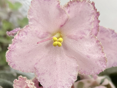 photo_nor for С-Земляничный Пунш (22-172)