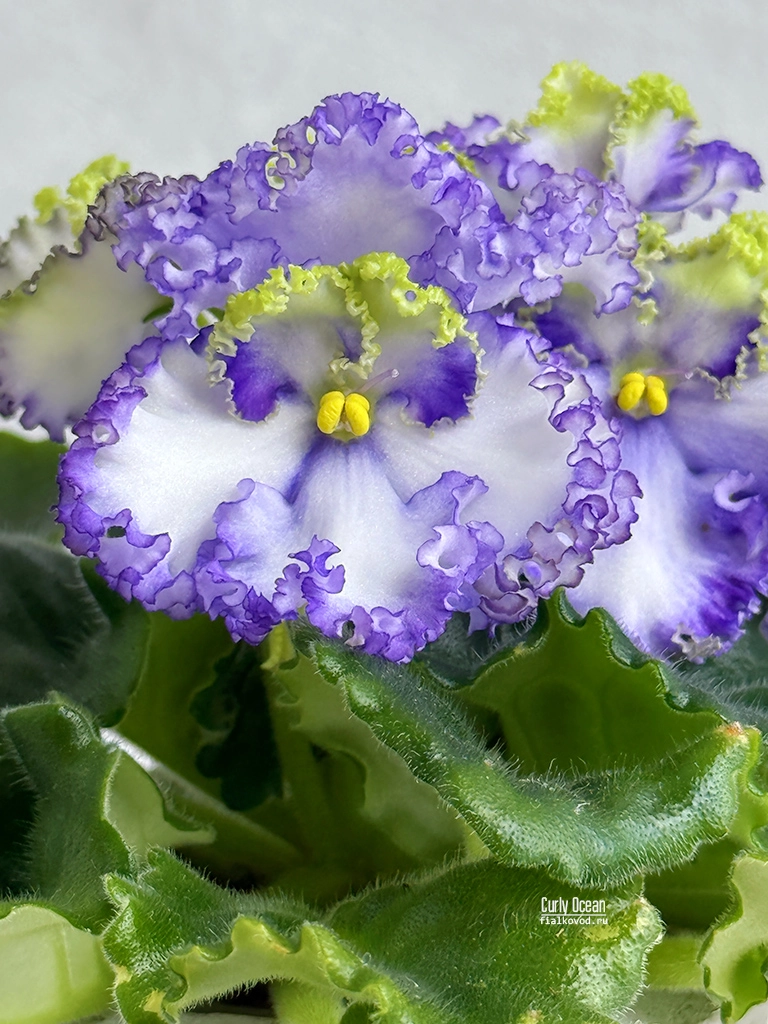 curly-ocean-(5).jpg