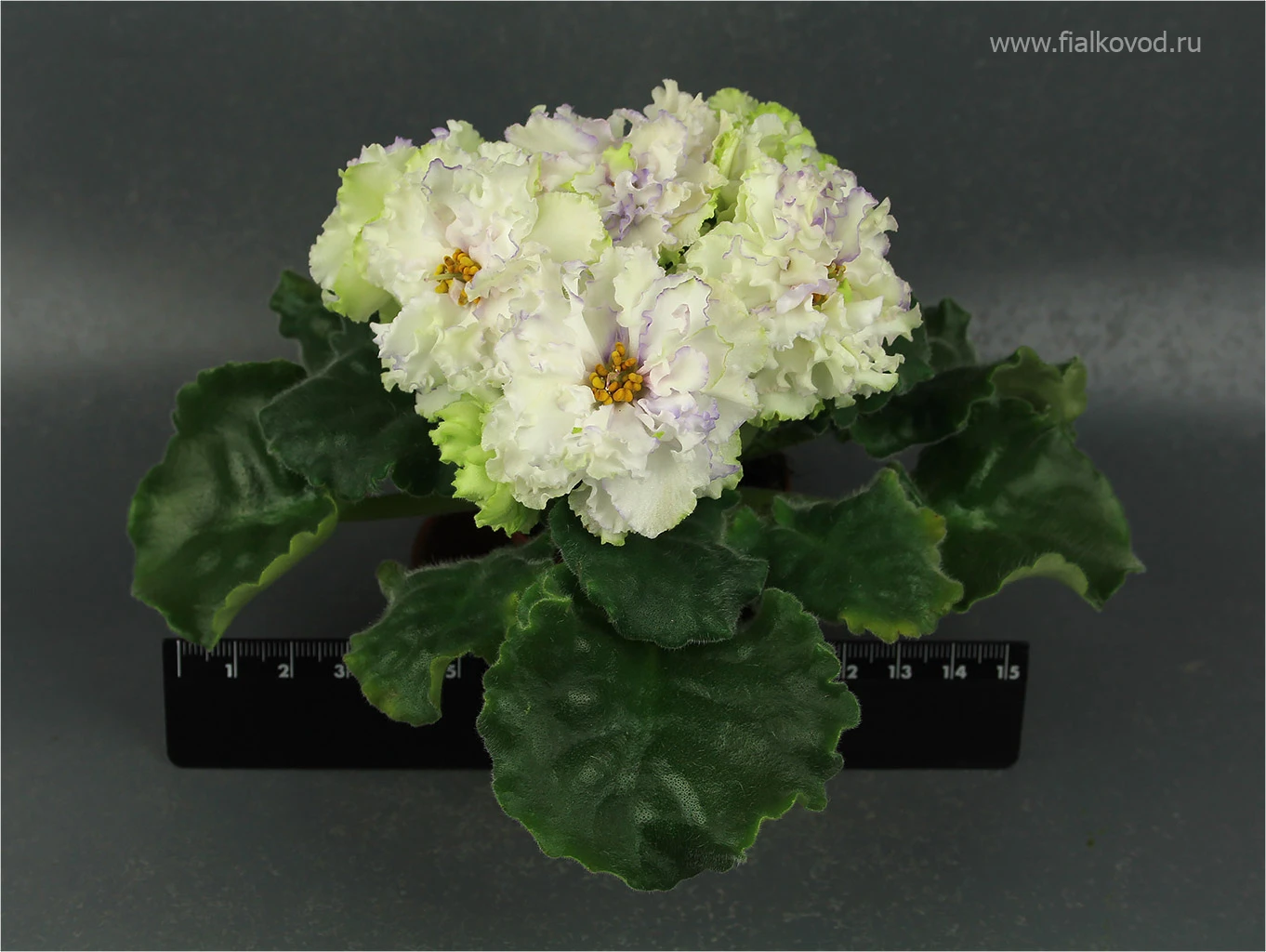 АВ-783-44, сеянец