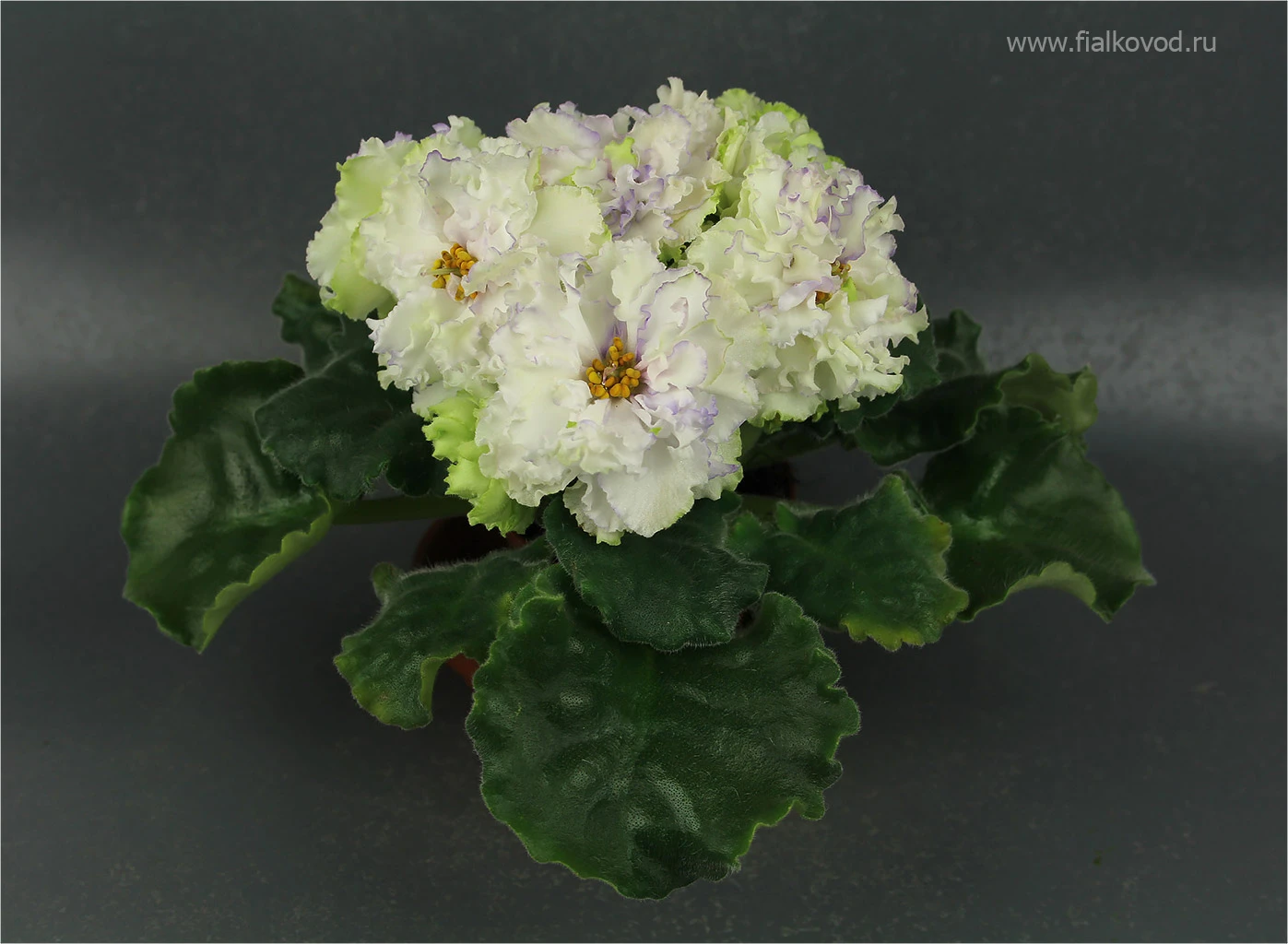 АВ-783-44, сеянец