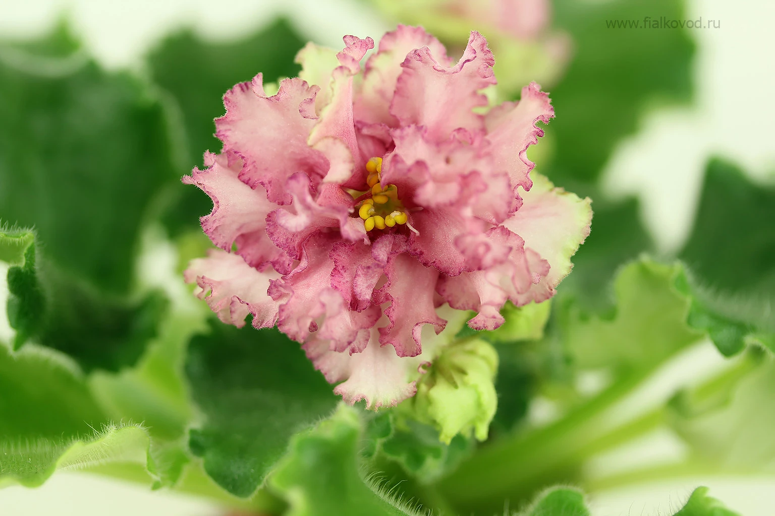 АВ-800-38, сеянец