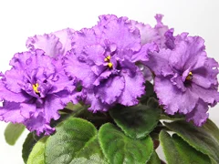 photo_nor for АВ-Аромат Сирени (753-8 )
