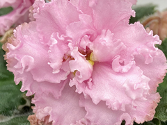 photo_nor for С-Офелия (21-321)