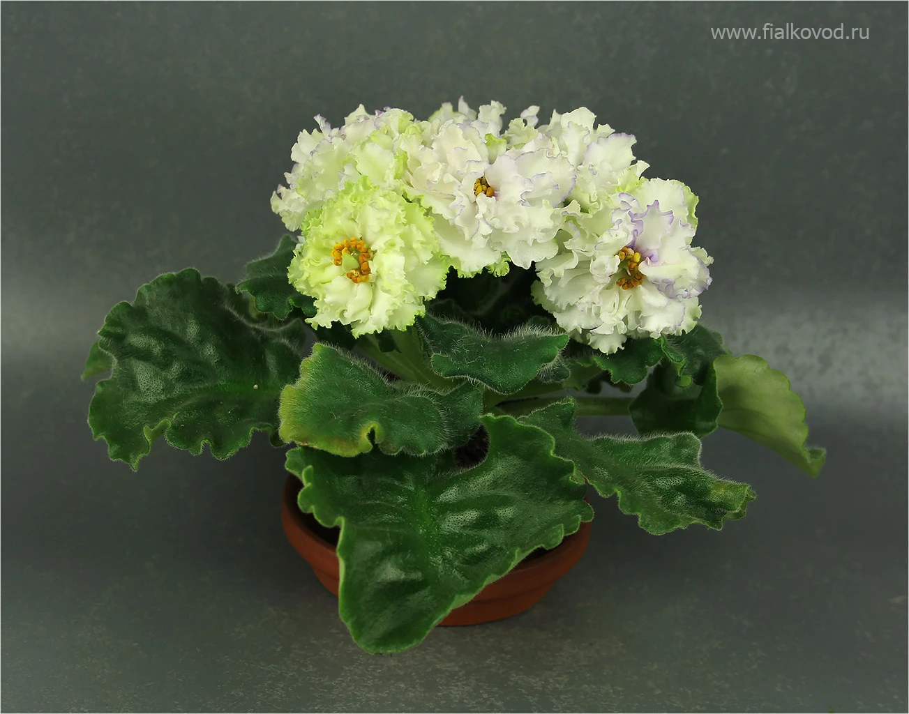 АВ-783-44, сеянец