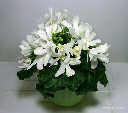 Lunar Lily white