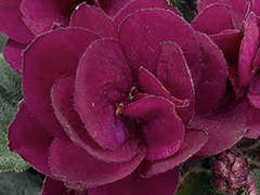 photo_nor for Precious Red