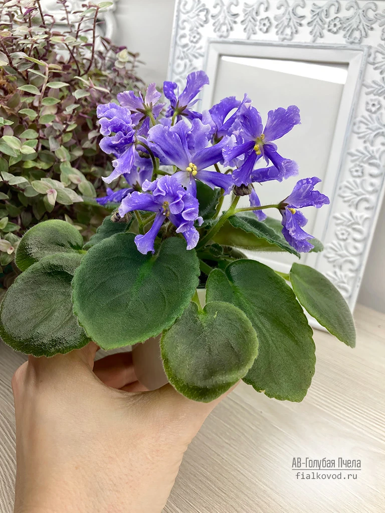 АВ-Голубая Пчела 