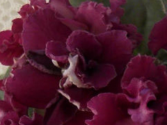 photo_nor for Ален-Божоле