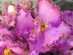 photo_nor for Dn-Джаз