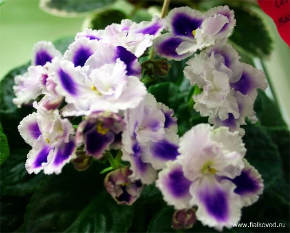 Rhapsodie_Cora