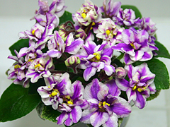 photo_nor for АВ-Карамельки