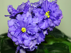 photo_nor for ЕК-Владимир