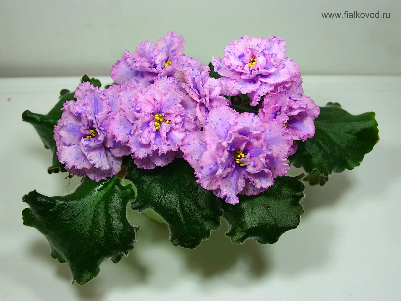 Фиалка Lyon's Magic Charms, химерный спорт (LLG/Sorano) - купить в