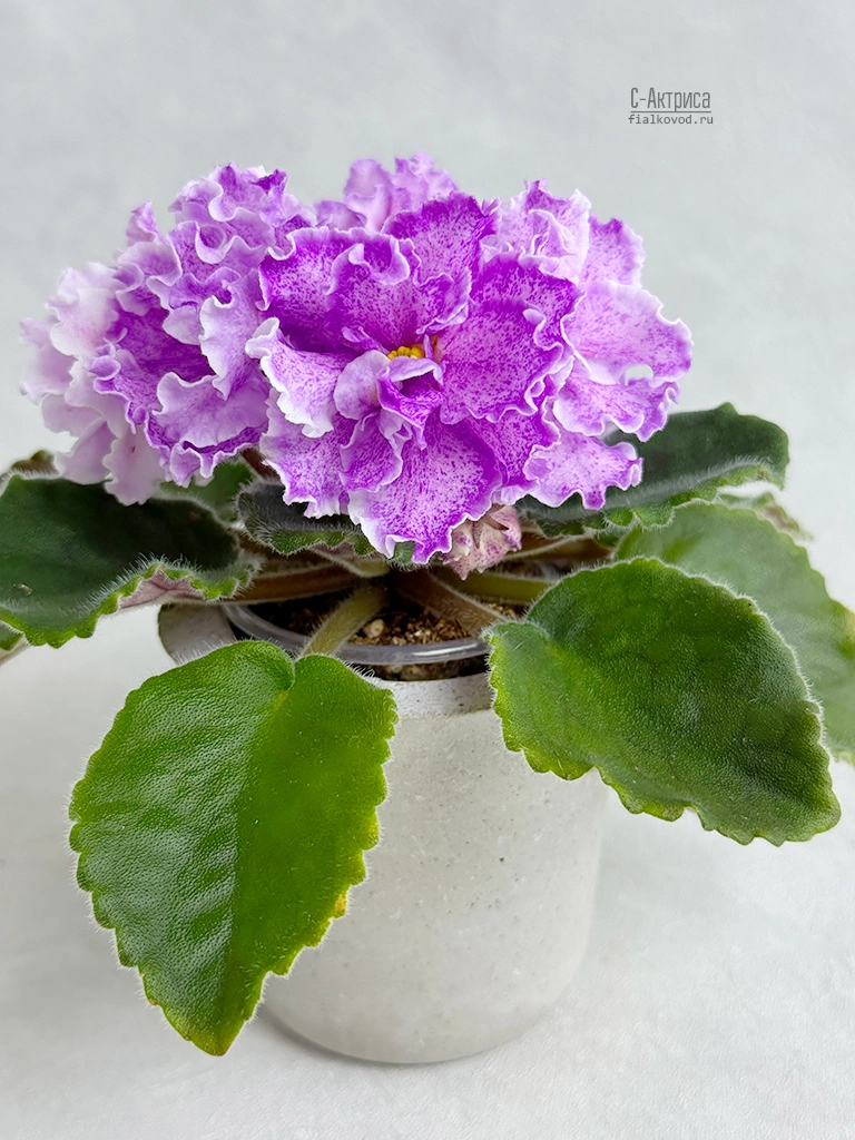 c-актриса (1).jpg