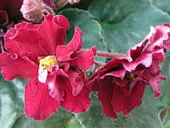 photo_nor for ЕК-Красный Бархат