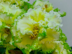 photo_nor for ЛЕ-Бриллиант Тиффани