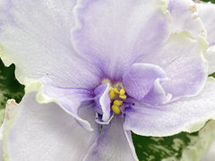 photo_nor for С-Подарю Нежность (22-246)