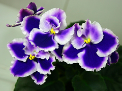 photo_nor for Rhapsodie Cora
