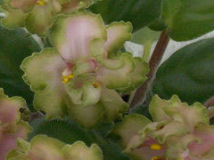 photo_nor for ЛЕ-Мери Поппинс
