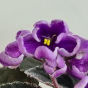 photo_nor for НД-Фиалковый Апрель спорт