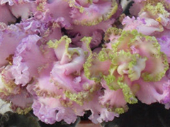 photo_nor for ЛЕ-Вивьен Ли люкс