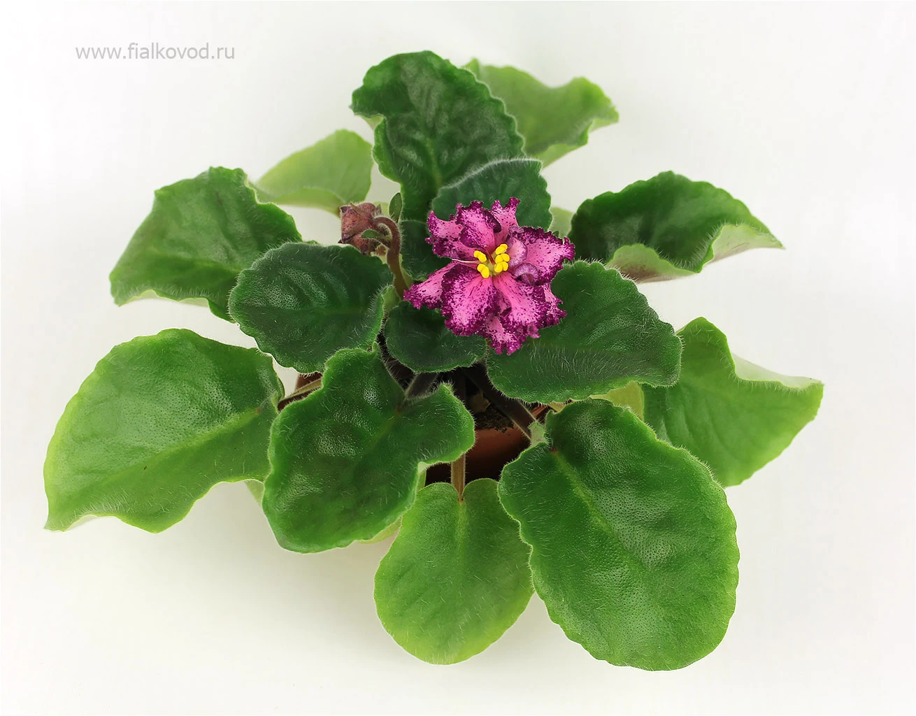 АВ-792-24, сеянец