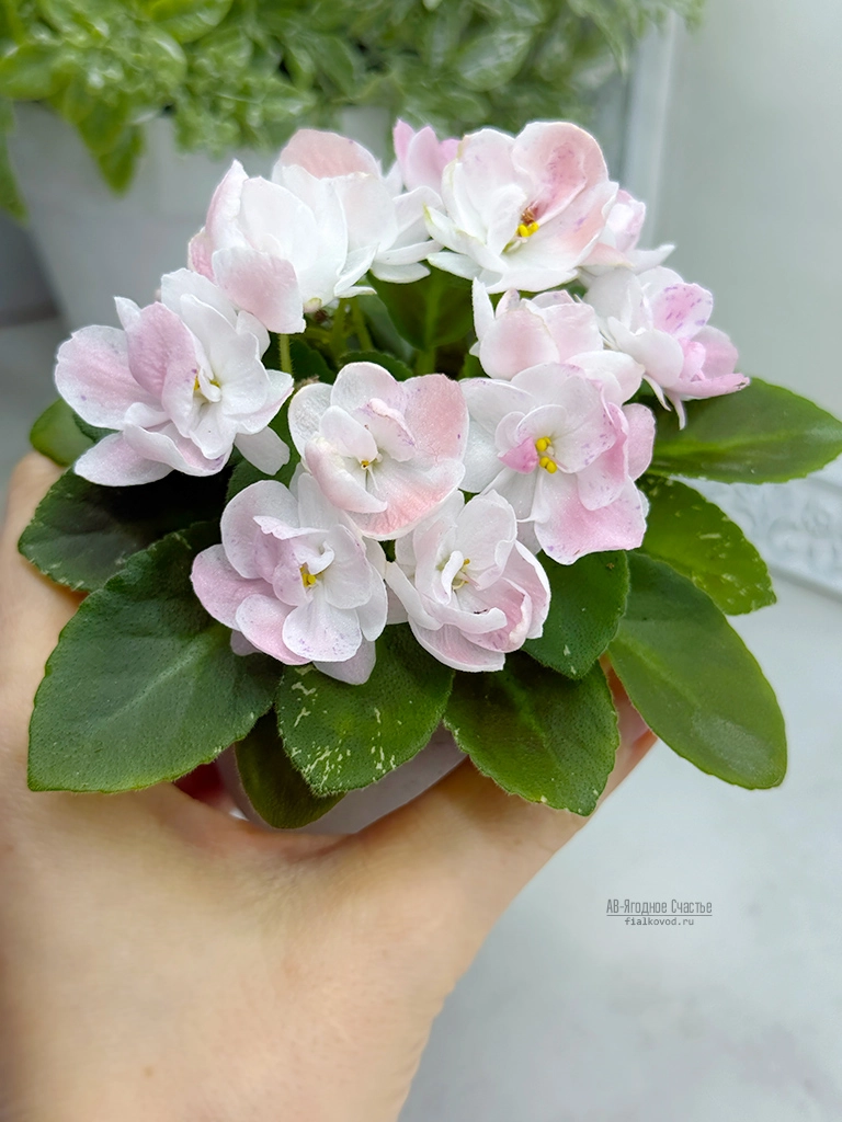 ав-ягодное-счастье-(18).jpg