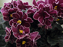 photo_nor for Powder Keg