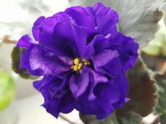 photo_nor for Темная Ночь