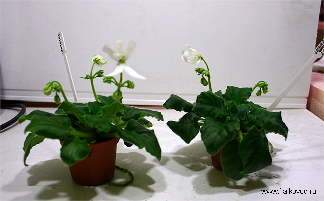 Lunar Lily White