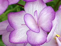 photo_nor for АВ-Молочная Девочка (847-71)