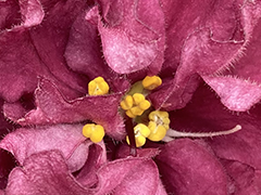 photo_nor for С-Счастье (22-337)