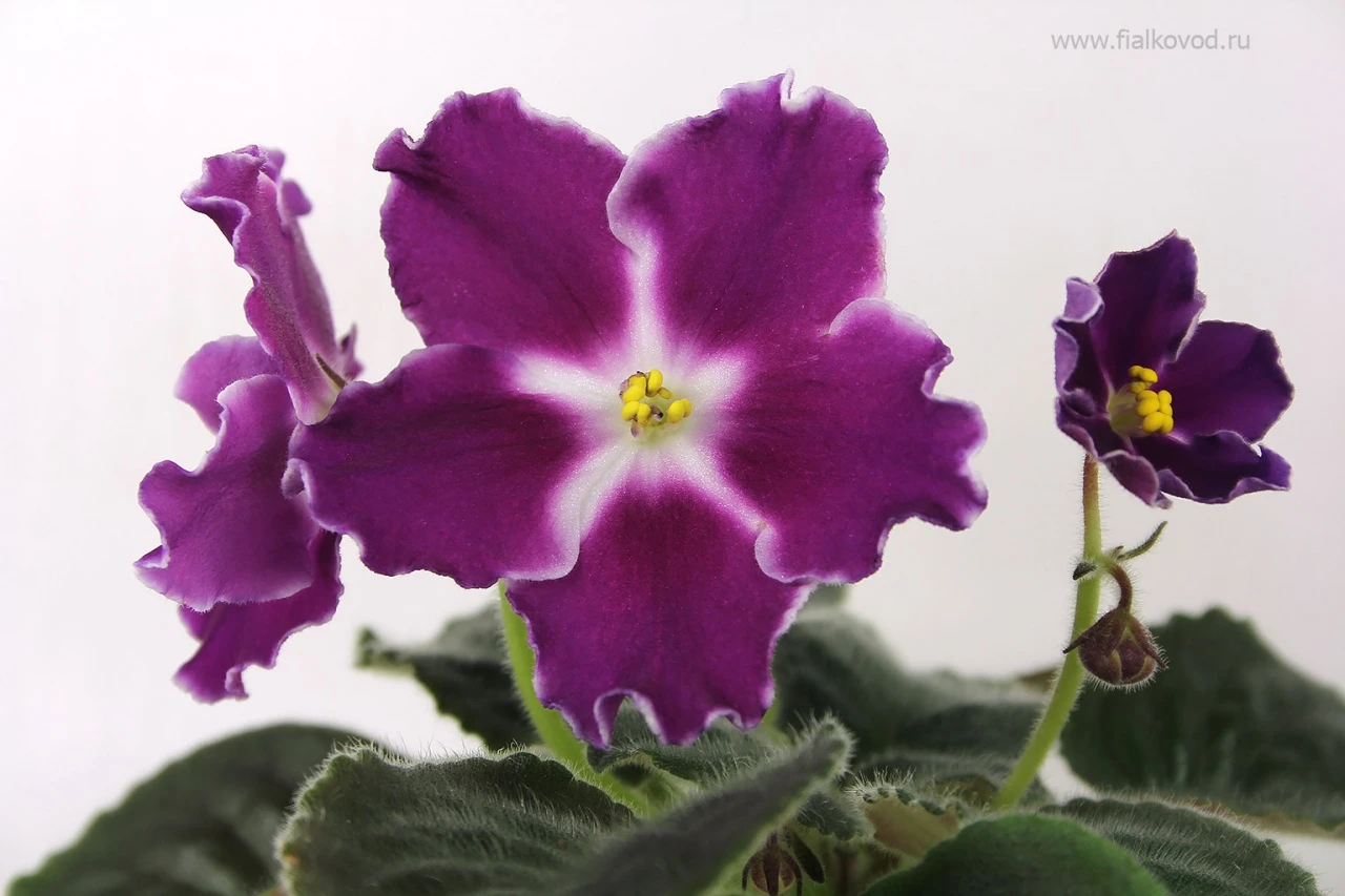 АВ-782-20, сеянец