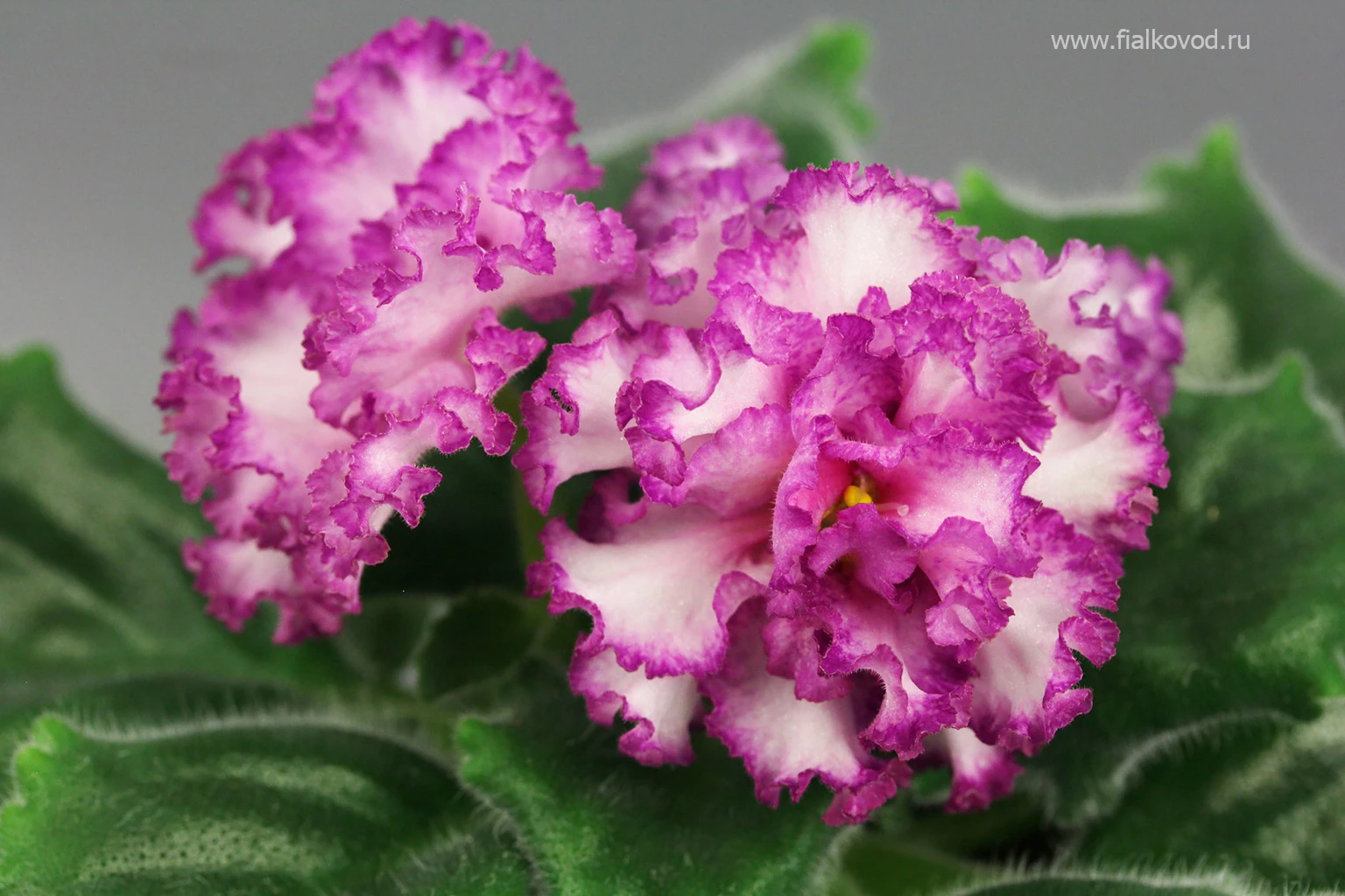 АВ-845-21, сеянец