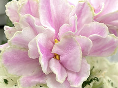 photo_nor for АВ-Миндаль под Снегом (871-203)