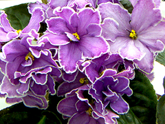 photo_nor for РС-Шейх