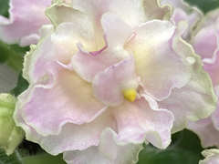 photo_nor for С-Месяц Май (22-83)