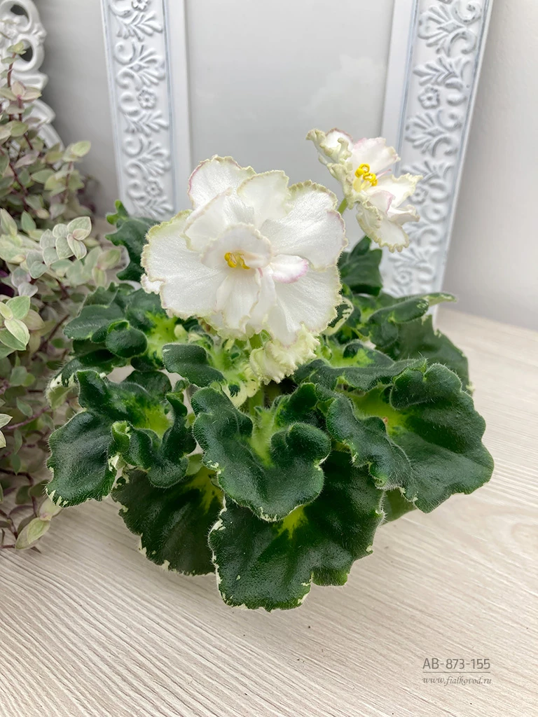 АВ-873-155, сеянец