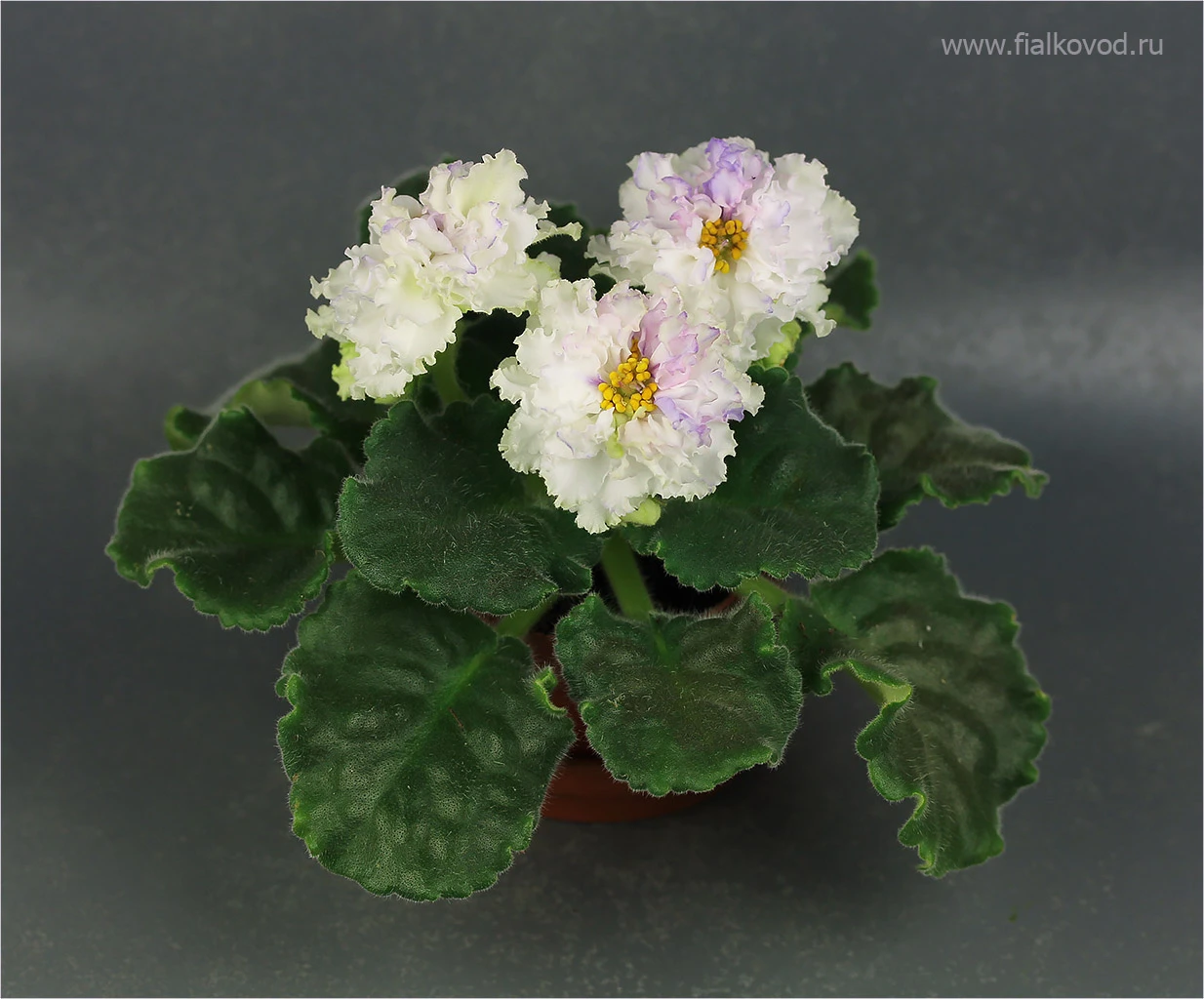 АВ-783-44, сеянец