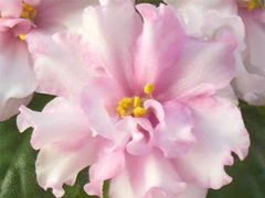 photo_nor for Ален-Marshmallow Рink