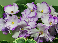 photo_nor for Buckeye Blushing
