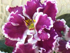 photo_nor for ЕК-Любовь