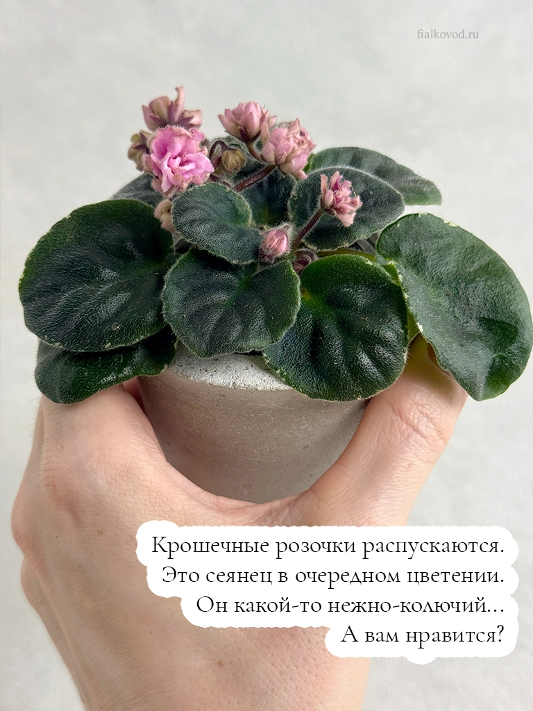 77.jpg