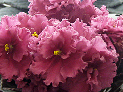 photo_nor for Ness' Orange Pekoe