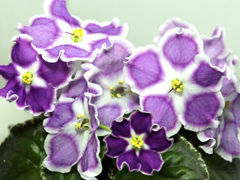 photo_nor for Сияние Звезд