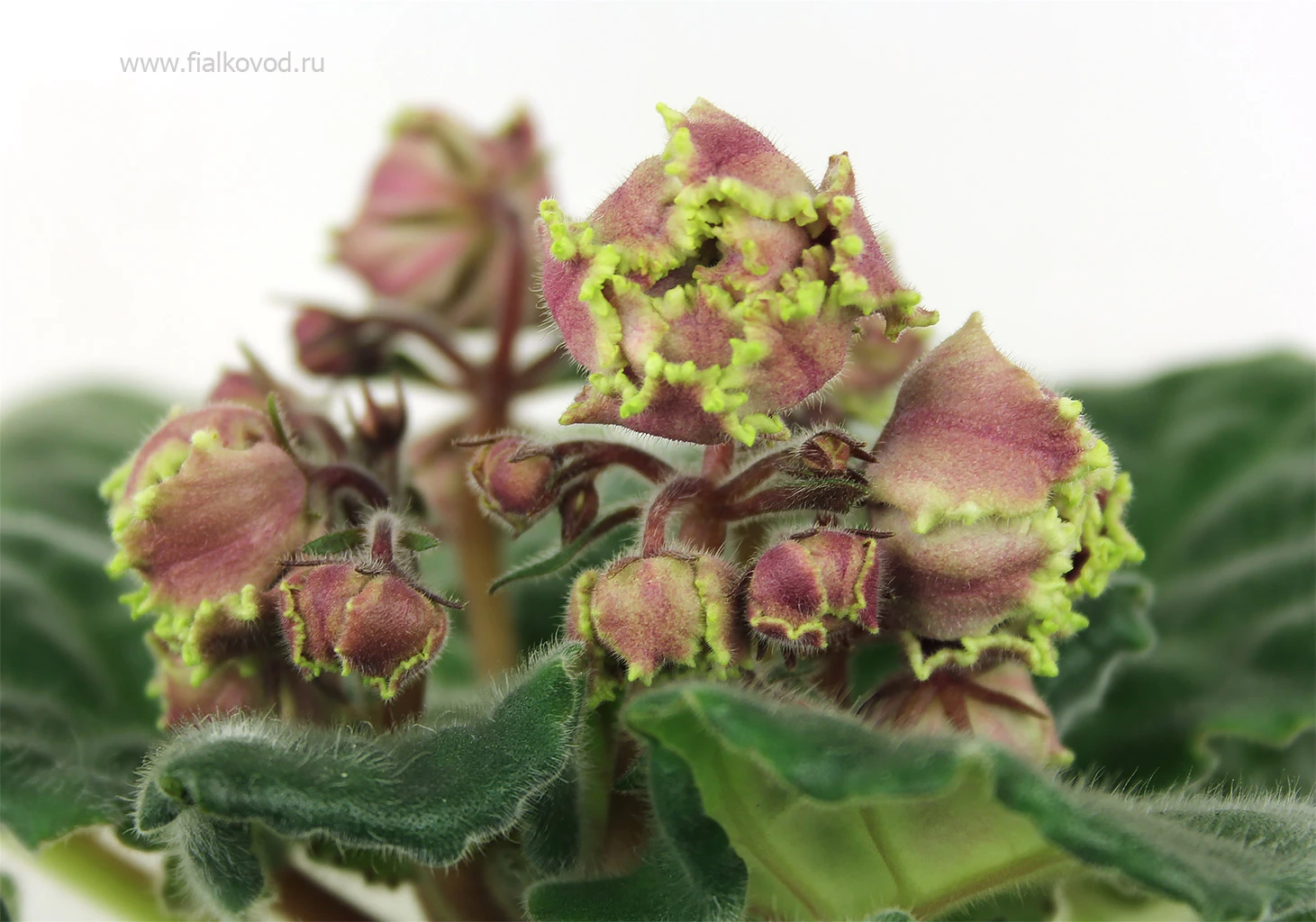 АВ-777-33, сеянец