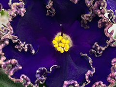 photo_nor for АВ-Шерлок (872-44)