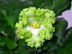 photo_nor for ЛЕ-Ирландия