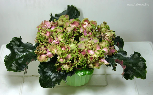 Island Rose