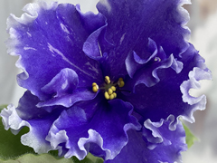 photo_nor for С-Звездная Страна (23-39)